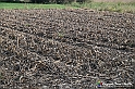 VBS_5345 - La solita strada... il grano da crescere, i campi da arare...